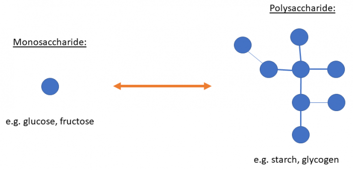 The chemical structure of carbohydrates